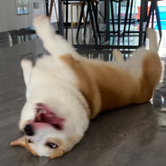 大英最強伝說と絕兇の