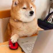 MstrDog