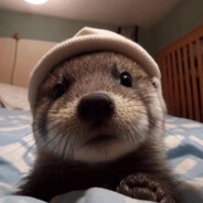 魏王帐下谋士郭嘉