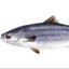 generic grey fish