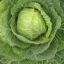 Cabbage