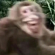 重生-白毛吊带支楞起来