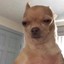 DOG KILL YOU