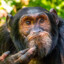 Thoughtful Monke