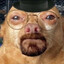 TheAnimöl