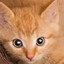 Nugget