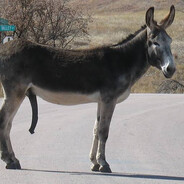 BURRO