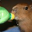 As Capybara