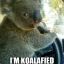 koala dude