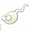 Spermatogeneza