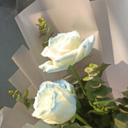 赠你一朵白玫瑰