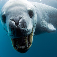 海洋DOTA2自动发货03