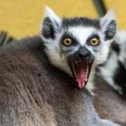 Lemur
