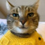 CommanderMeow