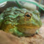 Bullfrog