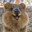 Kingwolfie2
