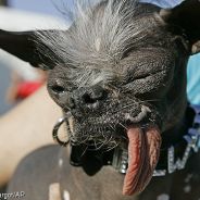 der Hund