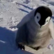nothpenguin