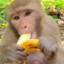 Monkeys eat banana