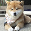 SHIBA