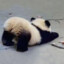 Laying_Panda