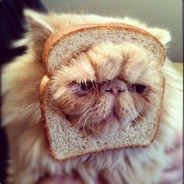 Cinnamon Toast Cat