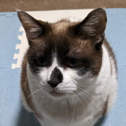猫乃ぽんた