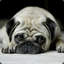 Pug_King