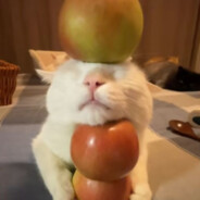 APPLE CAT