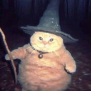 Wizard Cat