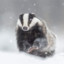 TheWinteryBadger