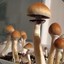 psilocybe