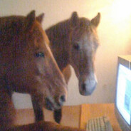 horse analyster 222
