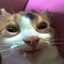 manlyorangepie