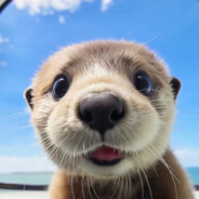 “西海岸艺术家”