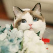 你母祀了？你一直狗叫.你有作用吗？fw