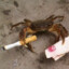 soapycrab