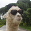 ALPACA ARMY