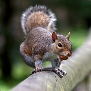 TreeSquirrel