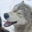 a dog
