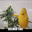 delmik thc
