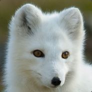 WinterFox