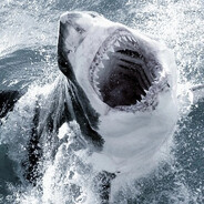 whShark