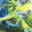 SCYTHER