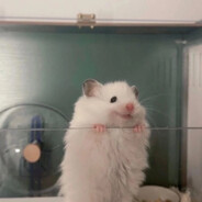 Хомяк | Hom4ck23