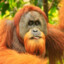 Orangutan