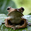 Water Lettuce