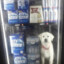 Dog in fucking freezer with beer