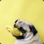 Sir Duckpug