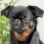 PIMPUG